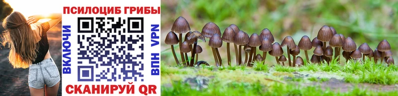 Псилоцибиновые грибы Psilocybe  Дмитров 